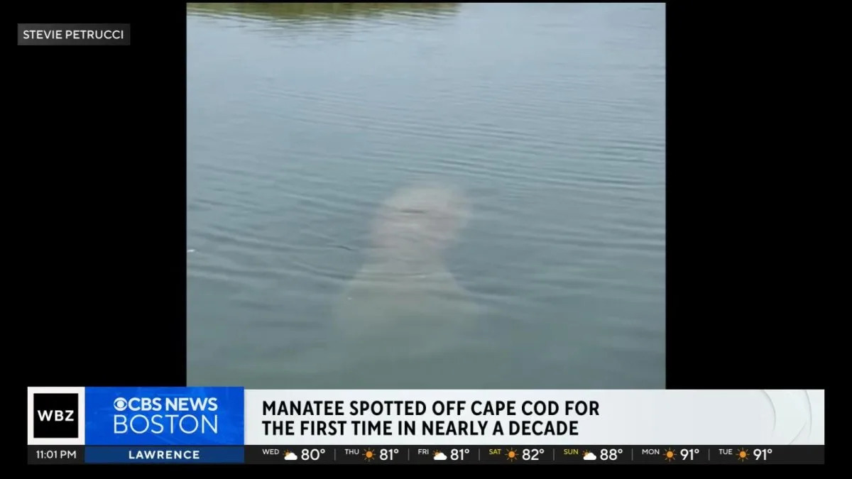 Watch: Manatee visits Massachusetts waters for first time since 2016