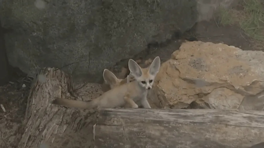 Kansas City Zoo welcomes baby fennec fox brothers, Radar and Echo