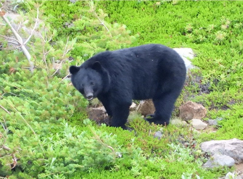児童・生徒に「クマよけ鈴」配布　京都の3町村、近隣で目撃情報