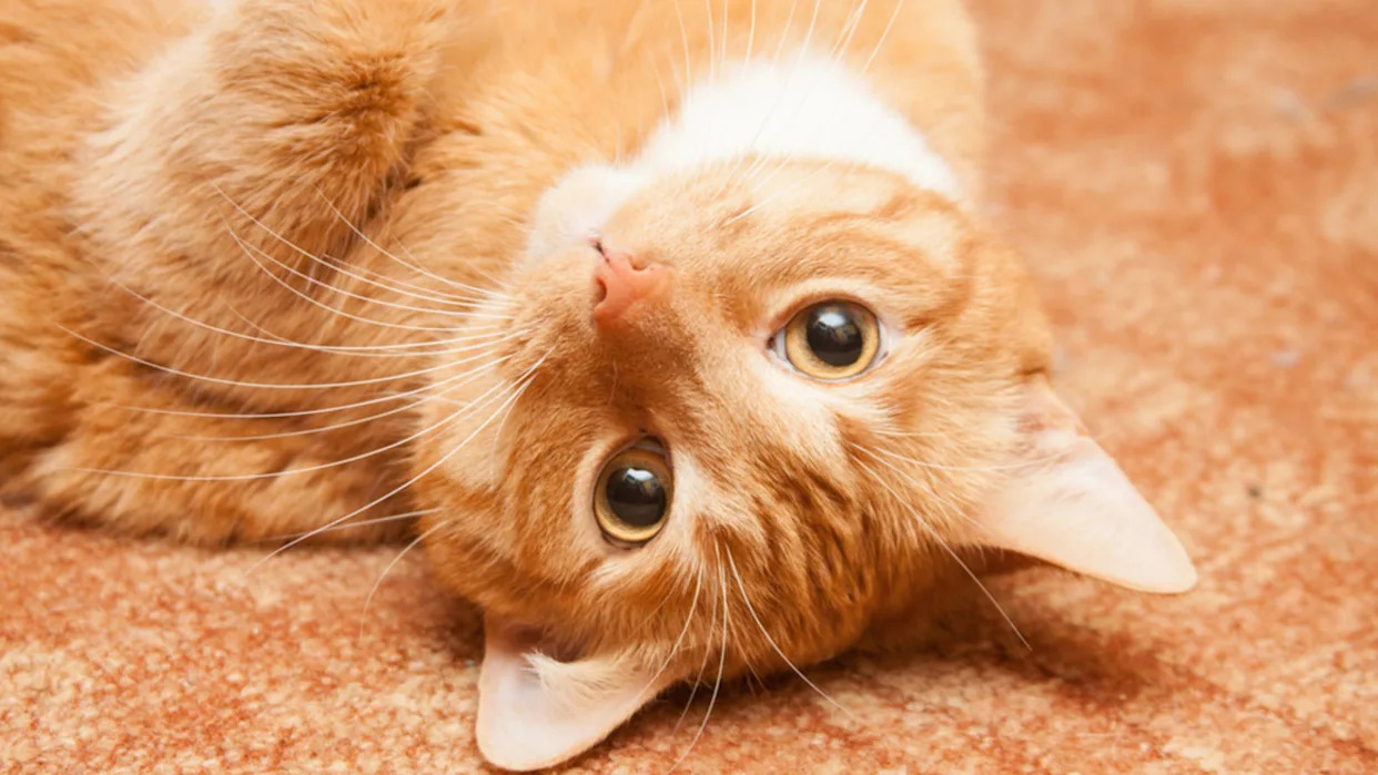 Dad Describes What Makes Orange Cats So Unique and People Can’t Stop Laughing