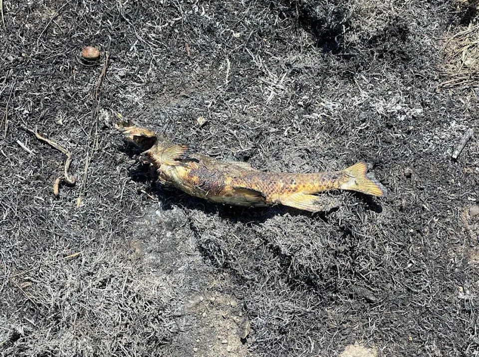 Bird blamed for dropping fish on power line, sparking "heavy fire"