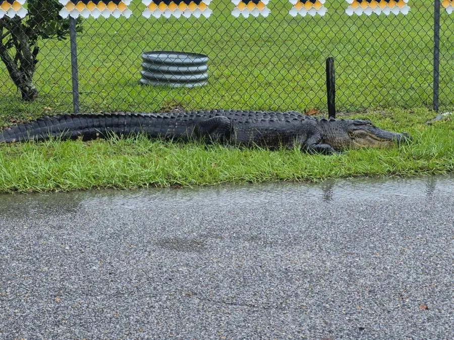 Alligator surprises students at Mississippi elementary school