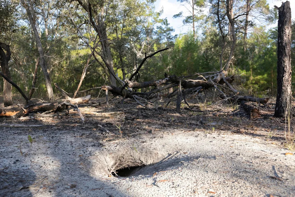 A gopher tortoise burrow at the Ordway-Swisher Biological Station in Hawthorne.