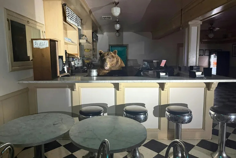 Got the scoop: Bear takes over California ice cream shop