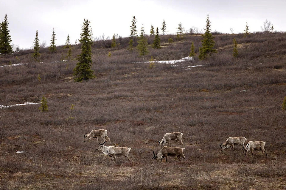 Reindeer populations could drop by up to 80% by 2100, researchers say