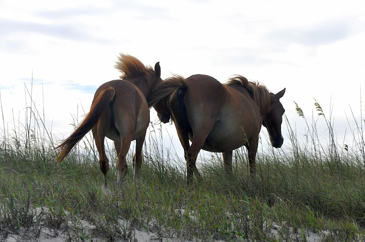 North Carolina’s Wild Horses Will Rely On This Trick To Weather Hurricane Erin