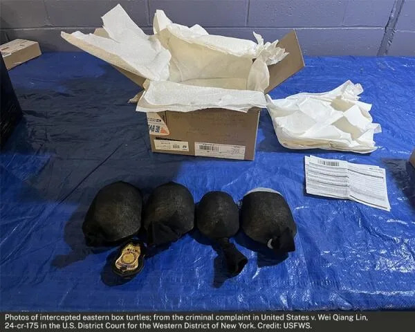 Man admits smuggling 850 protected turtles worth $1.4 million