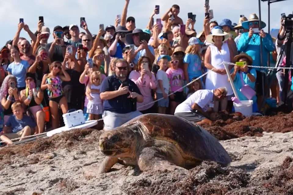 Pennywise, a 302 pound sea turtle, crawls toward the ocean in Juno Beach Florida on Wednesday after she recovered from a boat injury she sustained in May 2025. The turtle was nursed back to health at the Loggerhead Marinelife Center in Palm Beach (Loggerhead Marinelife Center / screengrab)