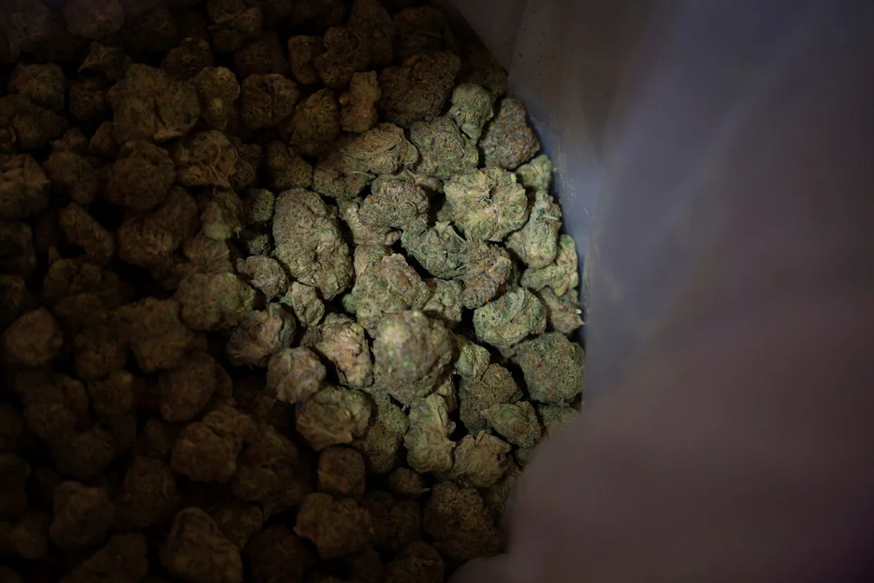 Police seize 13,000 marijuana plants in west Michigan. Why MSP raided grow operation