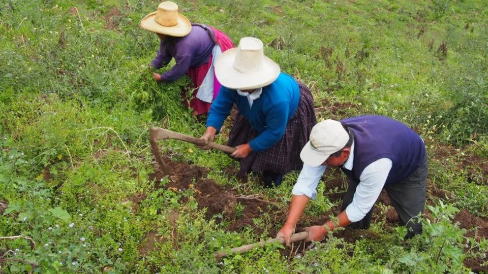 La gente cosecha papas cerca de Celendín, Perú. - Sandra Knapp