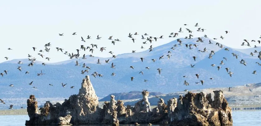 A long-journeying bird connects lakes in California and Argentina — and two communities
