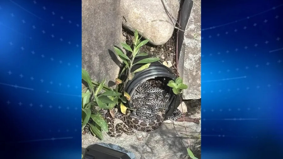 New brood of endangered rattlesnakes found at University of Michigan gardens