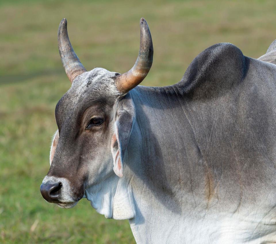 Una vaca cebú