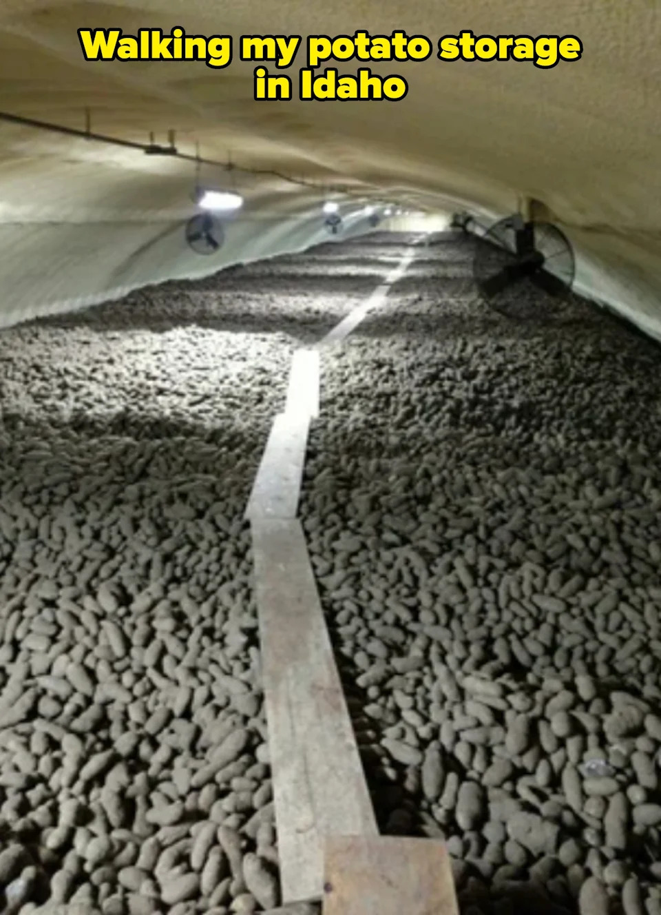 Large underground storage filled with heaps of potatoes, with a narrow wooden path running down the middle and overhead fans providing ventilation
