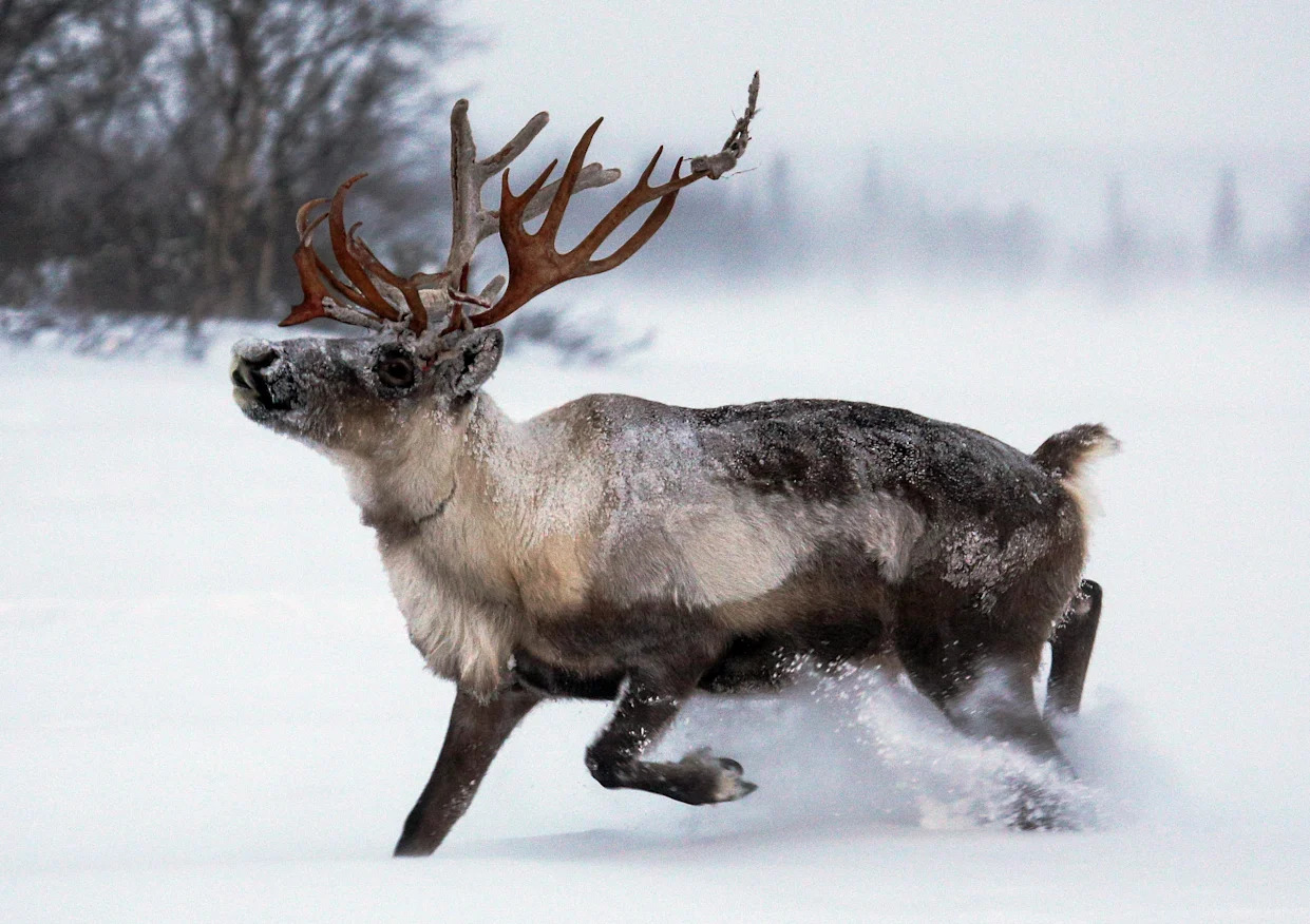 A reindeer dashes across a snowy landscape with frost clinging to its fur and antlers.