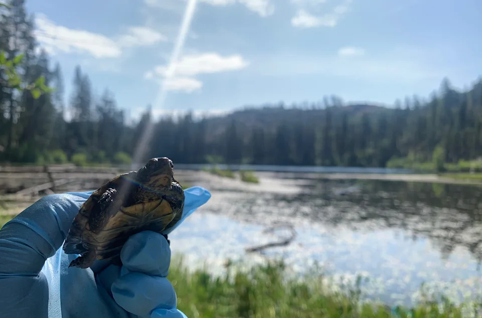 A northwestern pond turtle in Yosemite National Park. | Courtesy of Sidney Woodruff