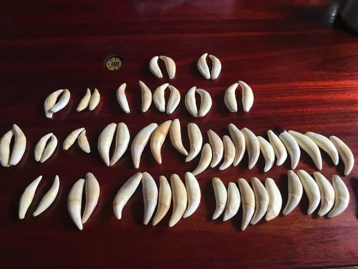 Variety of seed pods are arranged in neat rows on a wooden surface, showcasing different shapes and sizes