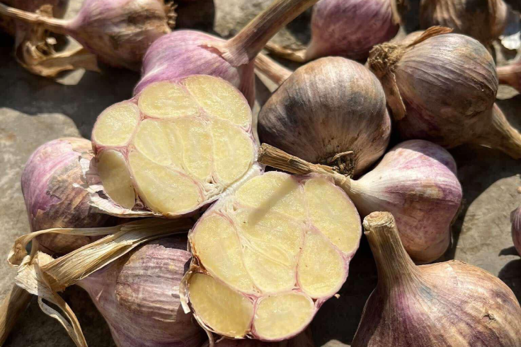 Tỏi mọc mầm - vị thuốc 'giấu mình' trong bếp