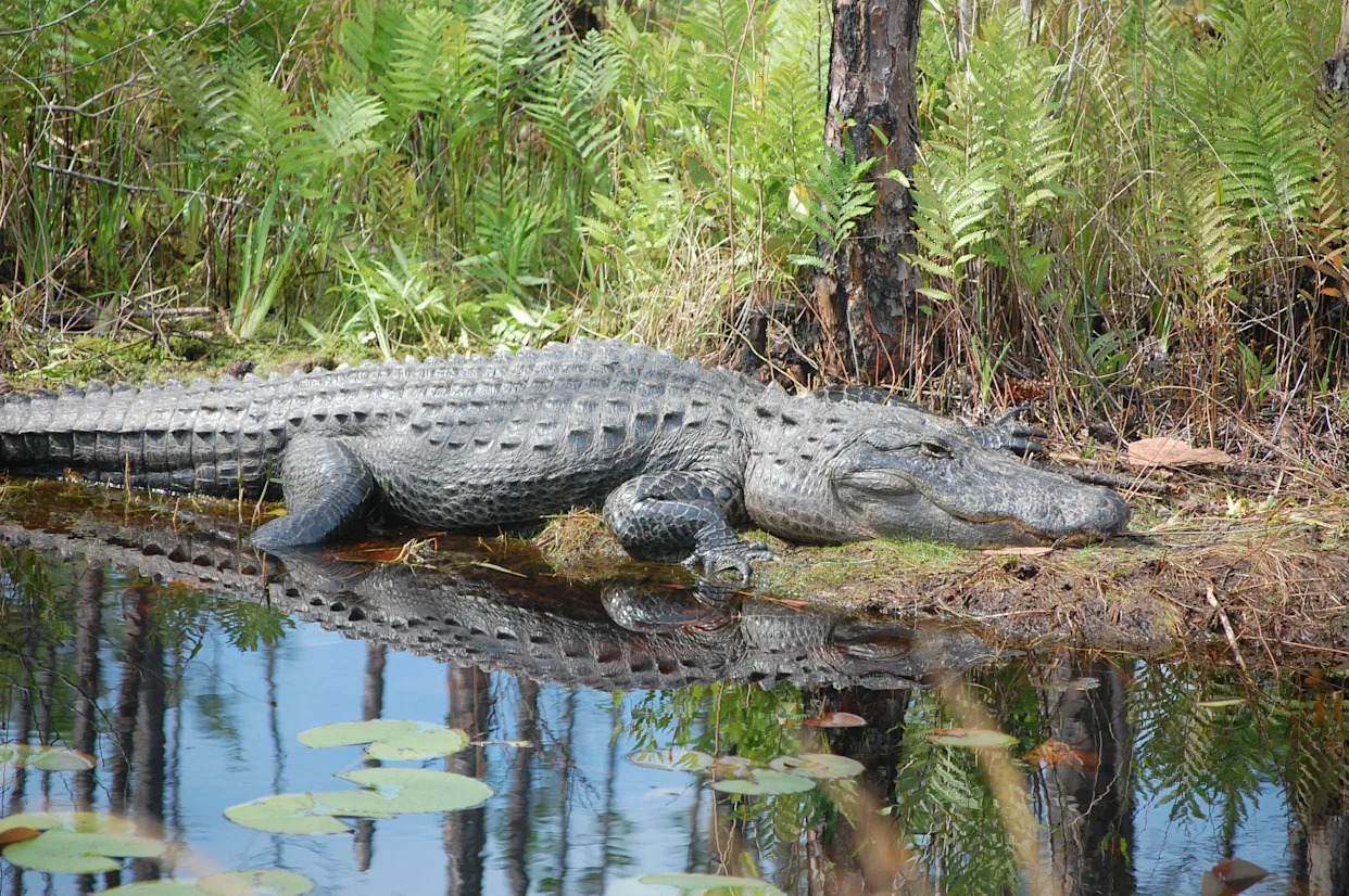 Most alligator-infested rivers in Florida: Here’s a list of the top 5 most gator-filled