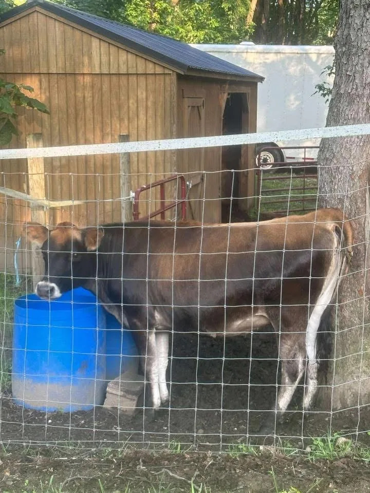 The cow found on an Akron interstate in June 2024 has a new home.