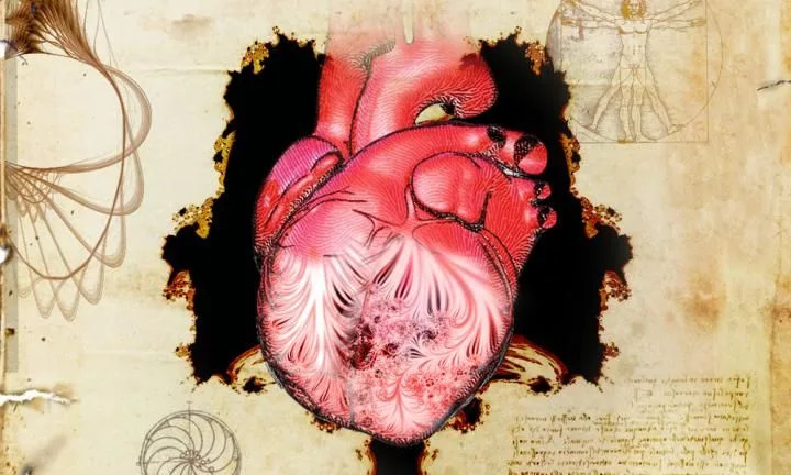the heart and its trabeculae, first described by leonardo da vinci