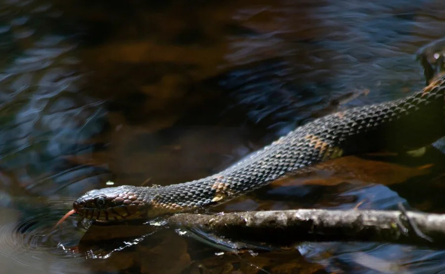 Broad-banded water snake (Nerodia fasciata confluens) swimming in the stagnant water of a bayou. (Brandy McKnight / 500px | Getty Images)