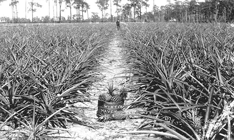 A pineapple field in Winter Haven between 1880 and 1900.