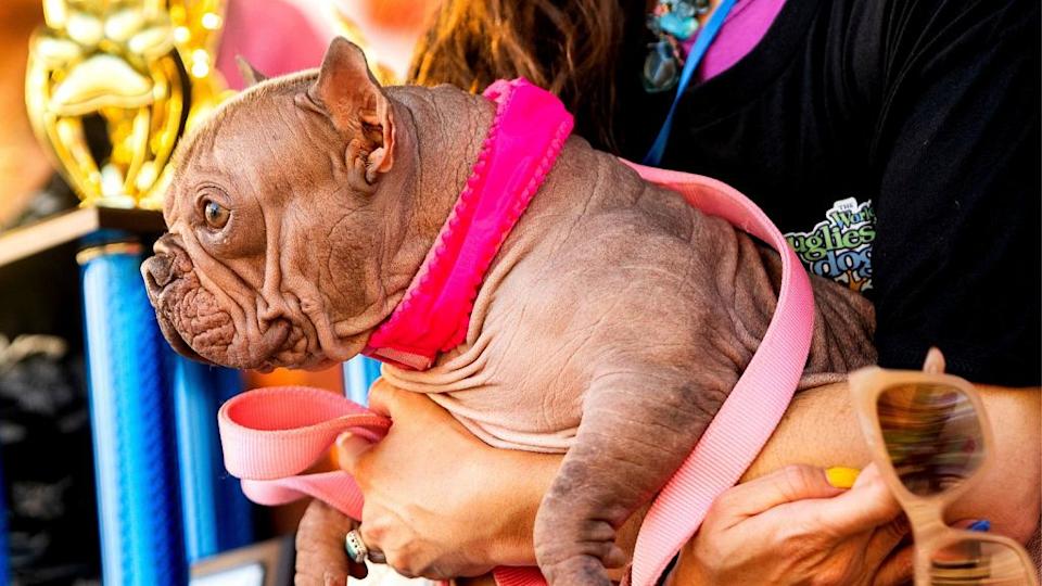 Petunia, mezcla de bulldog francés, gana el concurso del perro más feo del mundo 2025