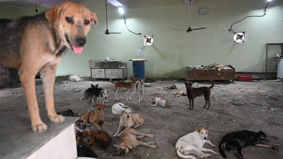 Street dogs rest at an animal shelter in New Delhi on August 13, 2025. - Sonu Mehta/Hindustan Times/Sipa USA