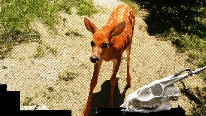 Louisiana Wildlife Officials Killed a Blind Deer After a Family Nursed It Back to Health