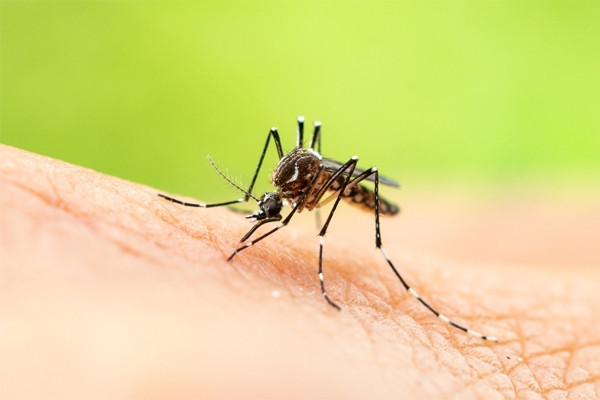 Dịch sốt Chikungunya bùng phát ở nhiều nước, Bộ Y tế nói gì?