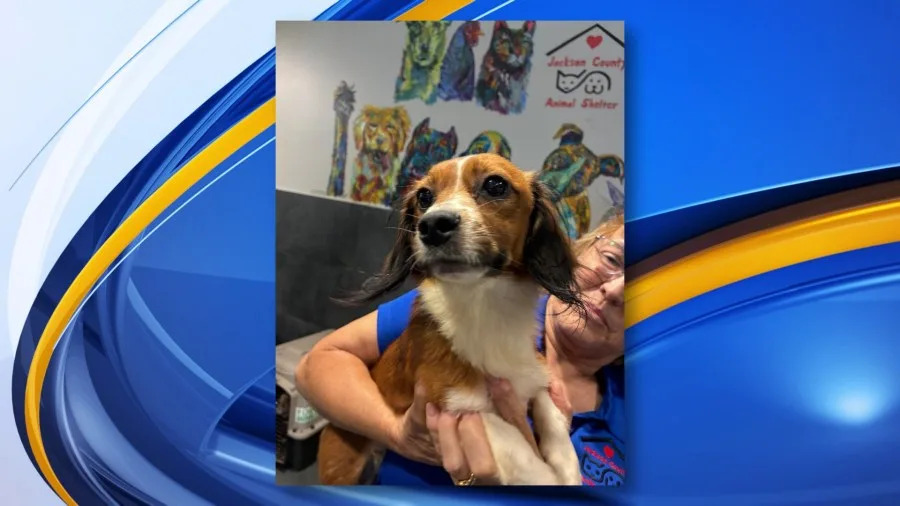 Jackson County Animal Control rescues 61 dogs from 1 home