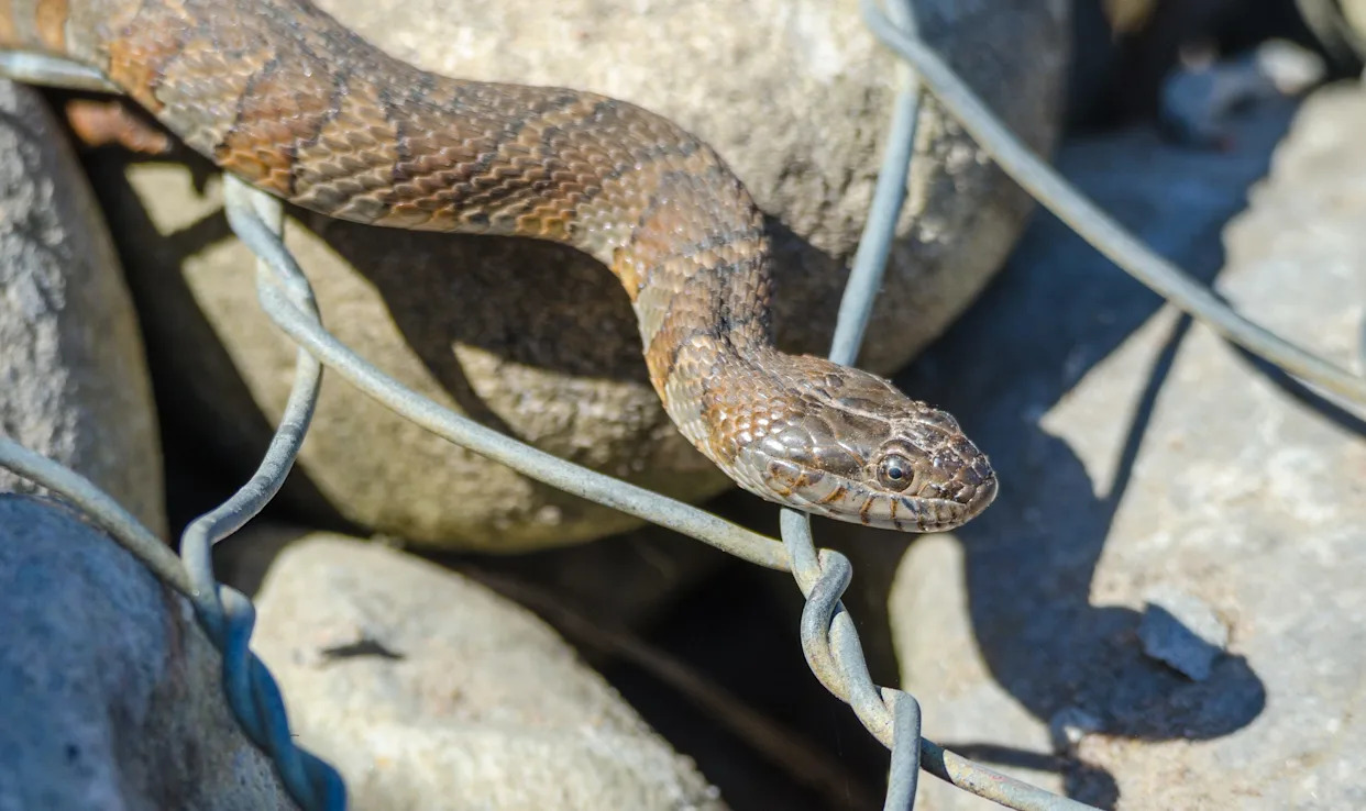 These are the 5 most snake-filled lakes in New Jersey, according to World Atlas