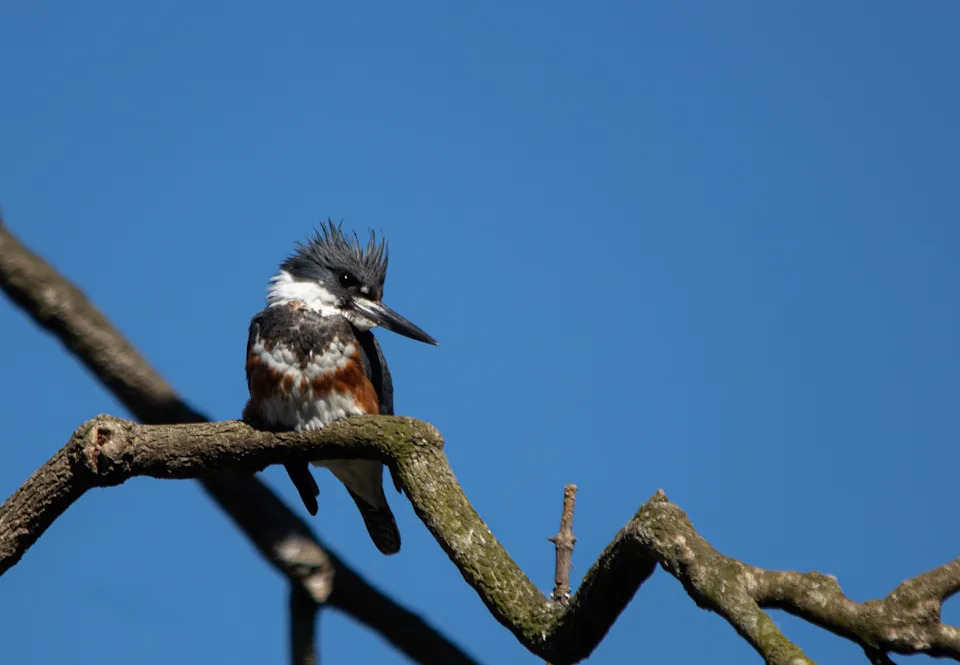 A Belted Kingfisher at Silver Springs Park, Fla. Taken with a Canon R5 Camera and a 100-500mm lens.