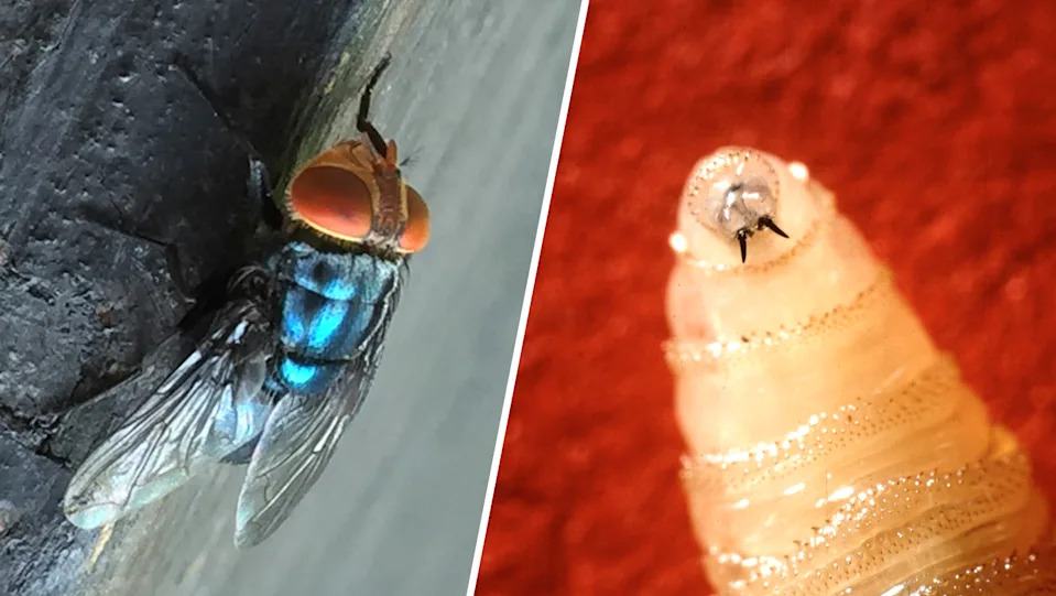 First human screwworm case linked to travel confirmed in U.S., HHS says