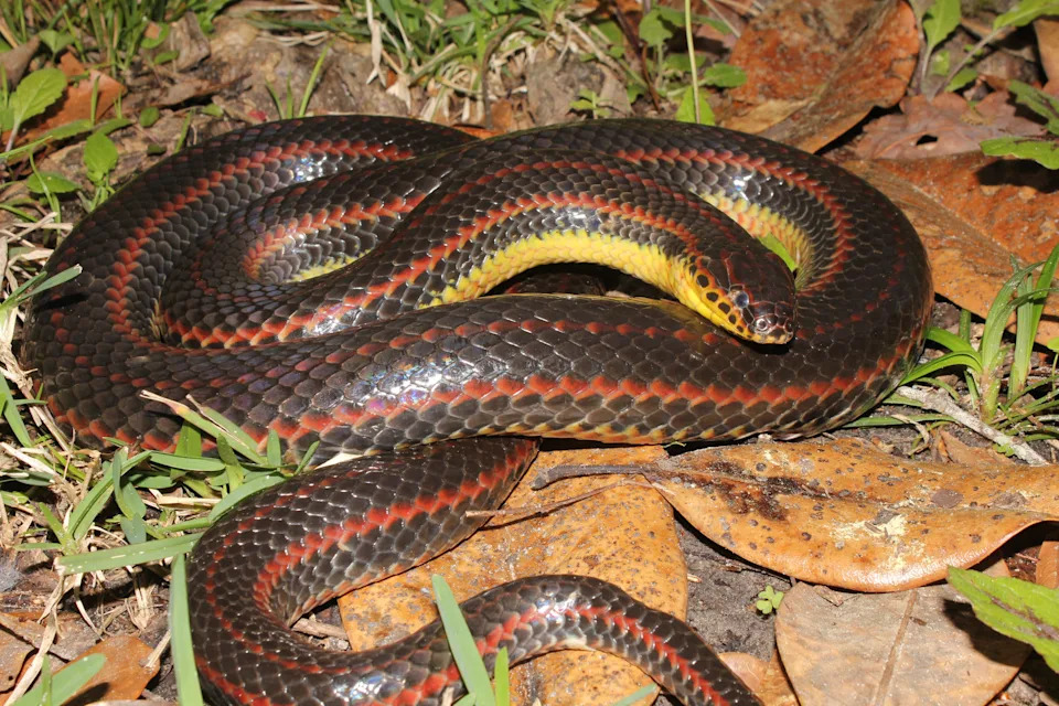 The Florida Fish and Wildlife Conservation Commission is seeking the public's assistance in documenting the super rare rainbow snake, last spotted in February 2020.