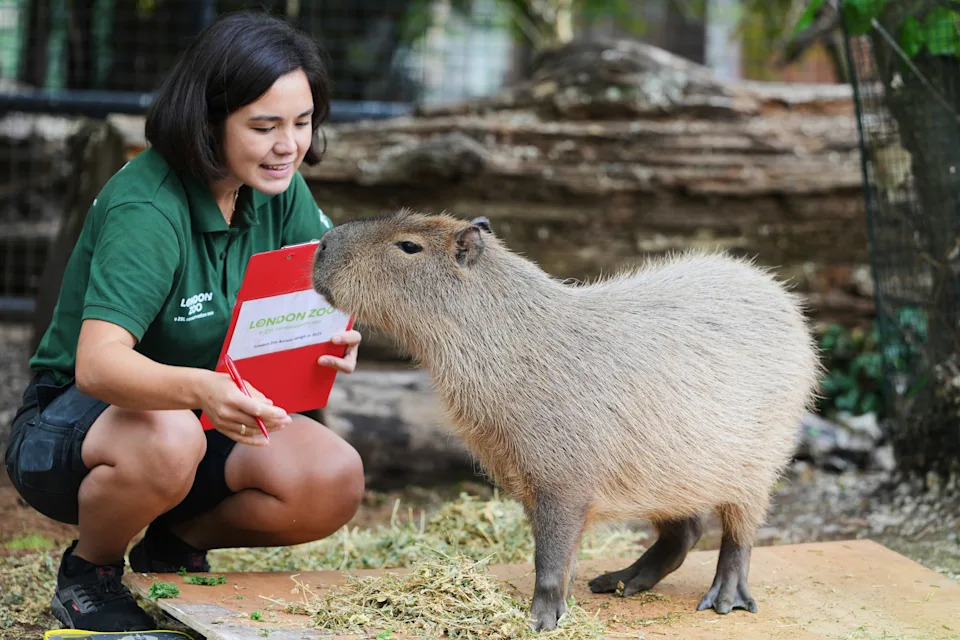 A zookeeper crouches down beside a capybara.