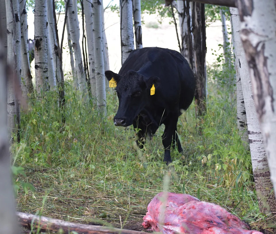 A mother cow walks up to her calf after a Colorado Parks and Wildlife wolf depredation investigation on a McCabe Ranch public grazing allotment in Pitkin County, Colorado, on July 18, 2025. Investigators confirmed the calf was killed by a wolf or wolves.