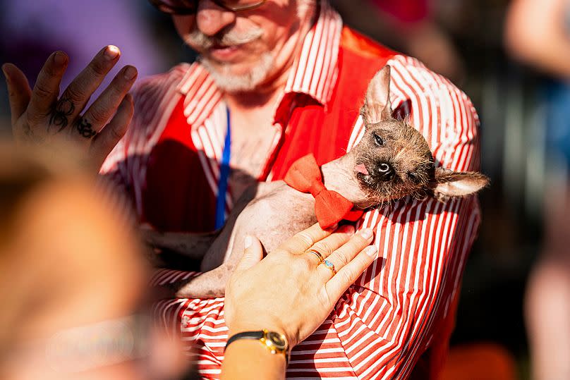 El Principito Maravilla, un Crestado Chino de 8 años