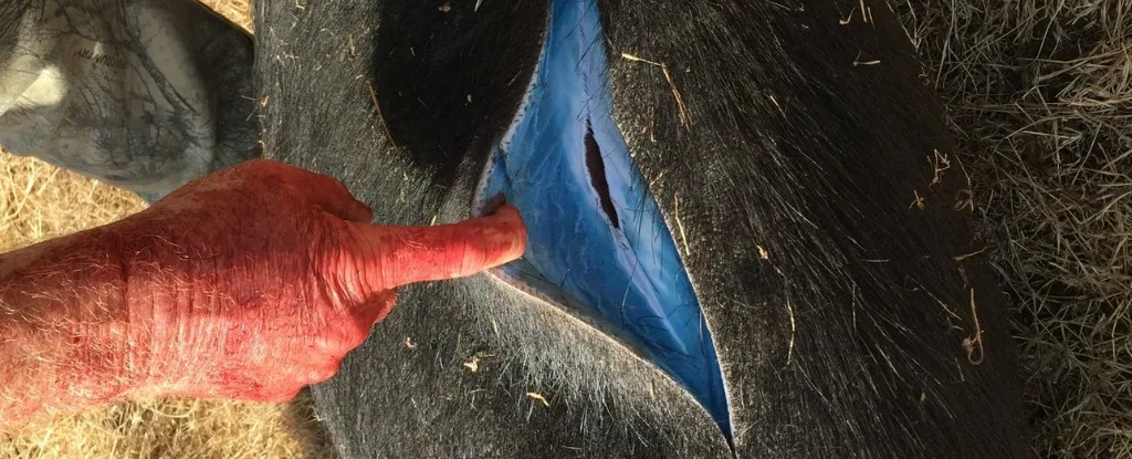 Wild Pigs Turn 'Neon Blue' in California, Triggering Warnings