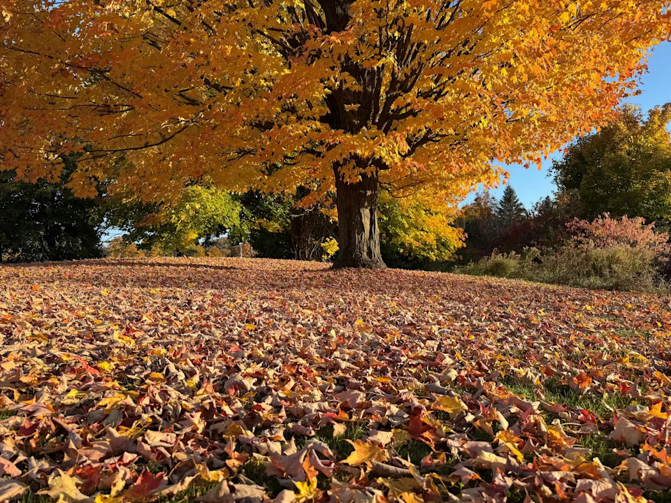 How will the fall foliage be in Vermont this year? See forecast