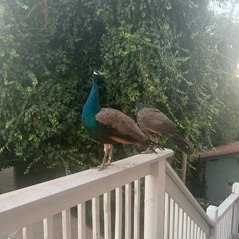 A peacock at the Ryde Hotel in Walnut Grove, California. The majority of the peacocks disappeared in July 2025 and since then, staff members have been holding out hope that they're found.