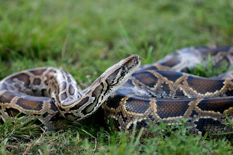 The creatures are notoriously difficult to catch but the innovative solar-powered robots are designed to mimic marsh rabbits to lure the pythons out of hiding so they can be removed by agents in the Everglades. (AFP via Getty Images)
