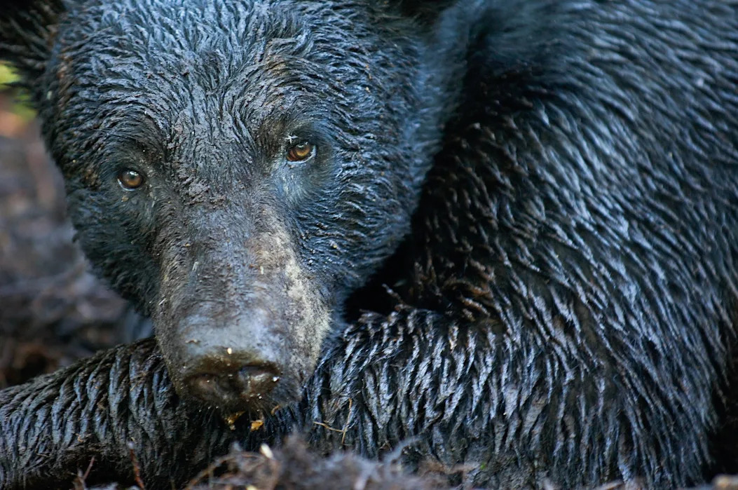 There are 4,000 black bears in Florida. Is that too few, or too many?