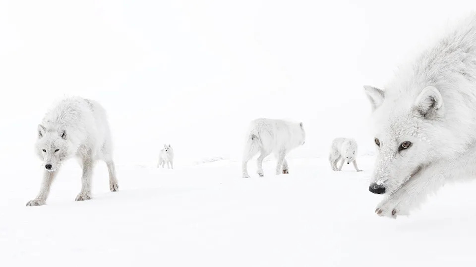 La imagen muestra una manada de lobos árticos en un paisaje blanco y nevado. Se ven seis lobos, todos con un espeso pelaje blanco que se funde casi a la perfección con el suelo nevado y el cielo pálido.