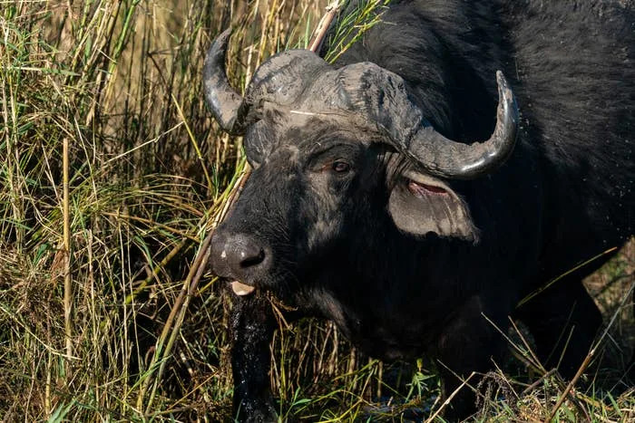 A Big-Game Hunter From Texas Was Fatally Gored By A Buffalo In South Africa, And The Details Are Absolutely Chilling