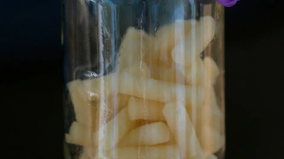 Fly bait in a jar in Mexico