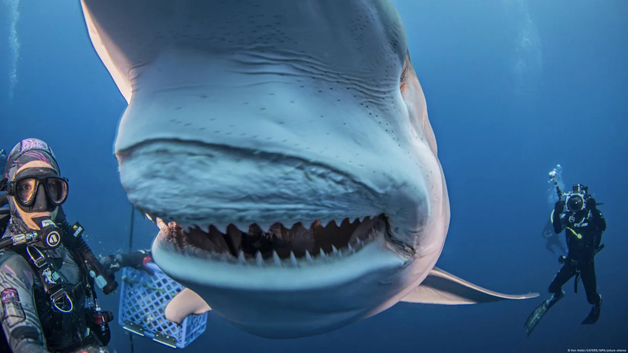 Los tiburones podrían estar perdiendo sus mortíferos dientes debido a la acidificación de los océanos