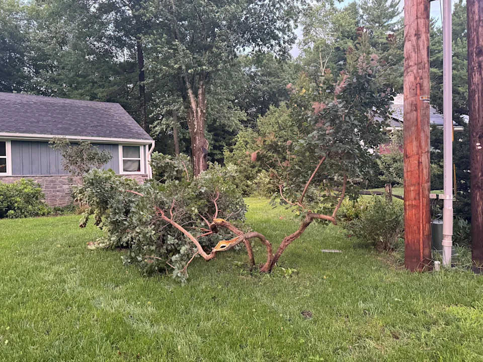 Are you liable if a tree falls on your neighbor’s property? Here’s what Vermont law says