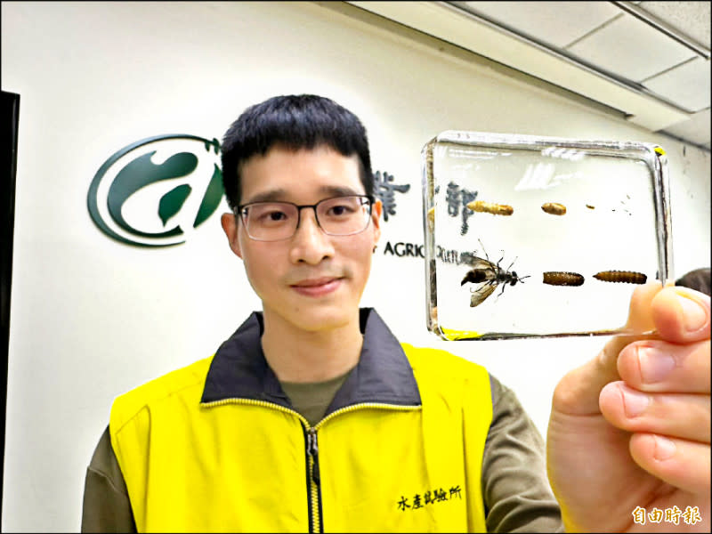 水試所副研究員郭裔培研發黑水虻餵養技術，讓黑水虻吃魚的下腳料後，磨為蟲粉後不僅有豐富蛋白質，還有豐富EPA、DHA，可取代傳統魚粉。(記者楊媛婷攝)